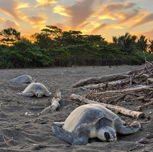 La ponte des tortues au Costa Rica, au coucher du soleil.